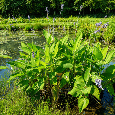 Thalia dealbata