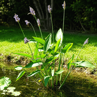 Thalia dealbata