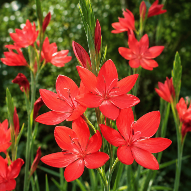 Schizostylis coccinea Major