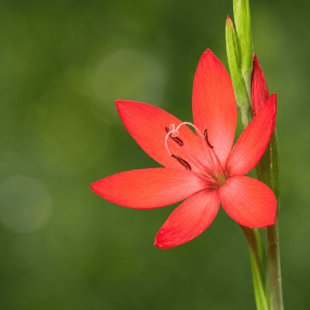 Schizostylis coccinea Major