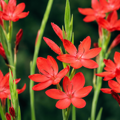 Schizostylis coccinea Major