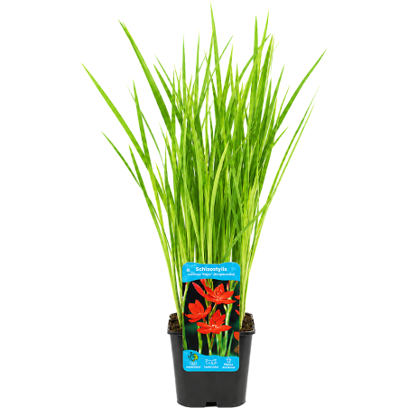 Schizostylis coccinea Major