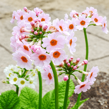 Primula japonica Appleblossom