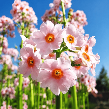 Primula japonica Appleblossom