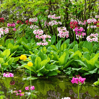 Primula japonica Appleblossom