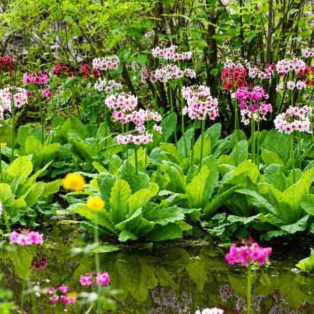 Primula japonica Appleblossom