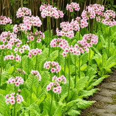 Primula japonica Appleblossom 2