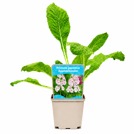 Primula japonica Appleblossom