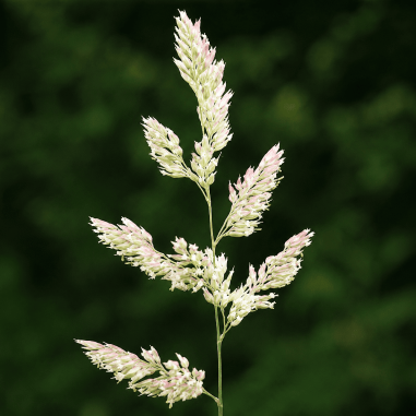 Phalaris arundinacea Picta