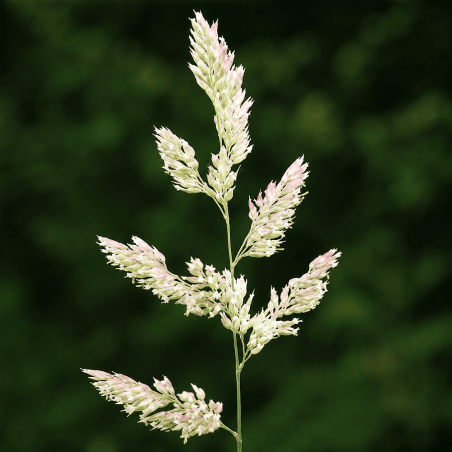 Phalaris arundinacea Picta