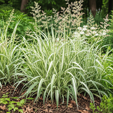 Phalaris arundinacea Picta