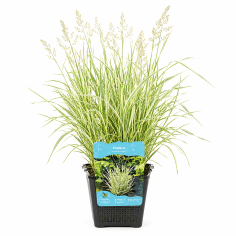 Phalaris arundinacea Picta