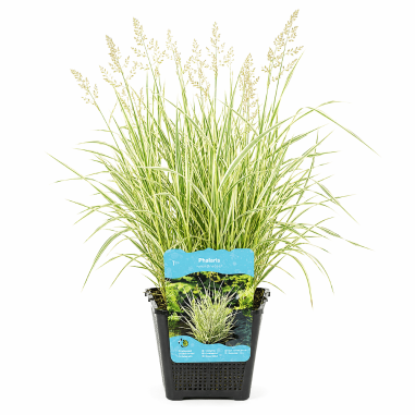 Phalaris arundinacea Picta