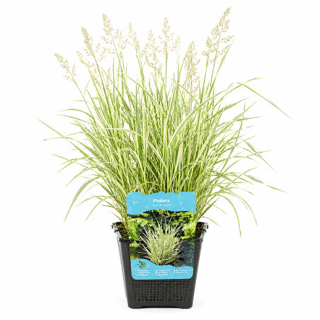 Phalaris arundinacea Picta