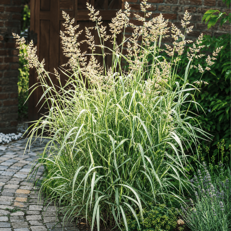 Phalaris arundinacea Picta