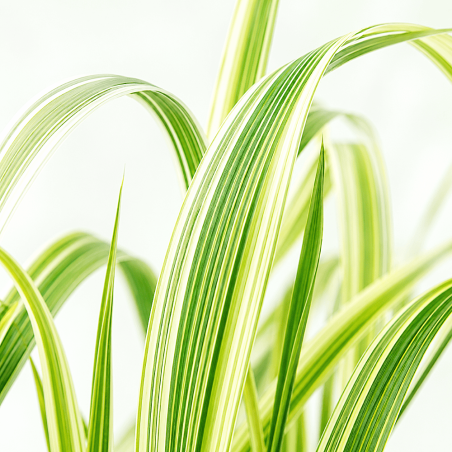 Phalaris arundinacea Picta