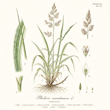 Phalaris arundinacea Picta