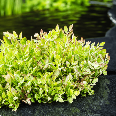 Oenanthe fistulosa Flamingo