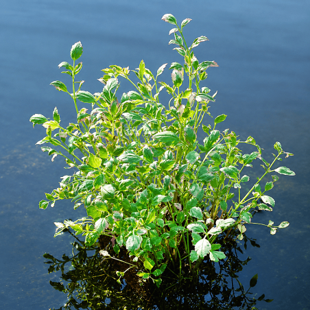 Oenanthe fistulosa Flamingo