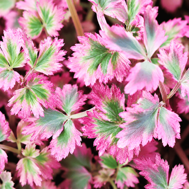 Oenanthe fistulosa Flamingo