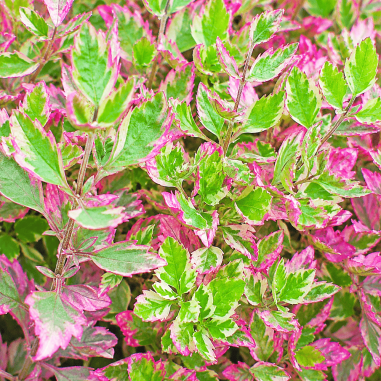Oenanthe fistulosa Flamingo
