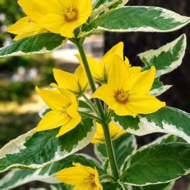 Lysimachia punctata 'Alexander' (Variegated Yellow Loosestrife)