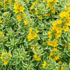 Lysimachia punctata 'Alexander' (Variegated Yellow Loosestrife) 2