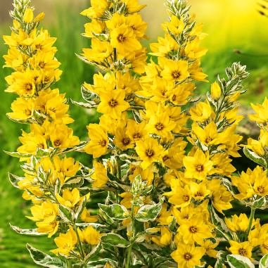 Lysimachia punctata 'Alexander' (Variegated Yellow Loosestrife)
