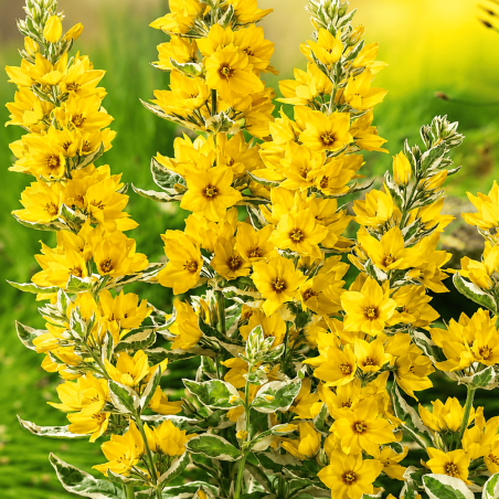 Lysimachia punctata 'Alexander' (Variegated Yellow Loosestrife)