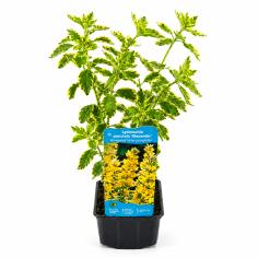 Lysimachia punctata 'Alexander' (Variegated Yellow Loosestrife)