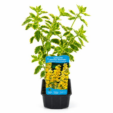 Lysimachia punctata 'Alexander' (Variegated Yellow Loosestrife)