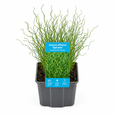 Juncus effusus 'Spiralis' (Corkscrew Rush)