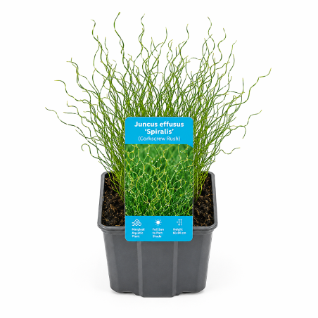 Juncus effusus 'Spiralis' (Corkscrew Rush)