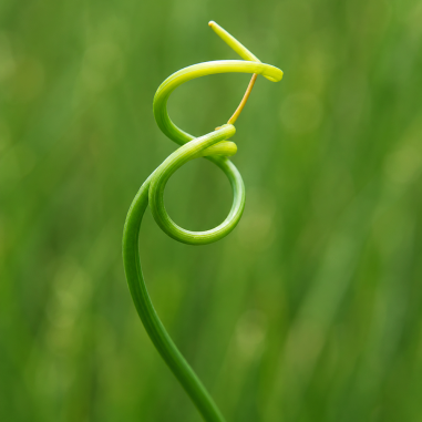 Juncus effusus 'Spiralis' (Corkscrew Rush)