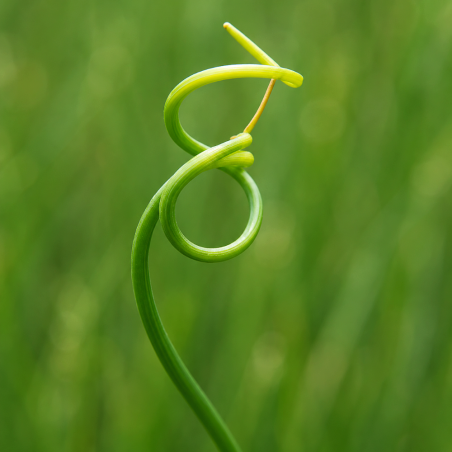 Juncus effusus 'Spiralis' (Corkscrew Rush)