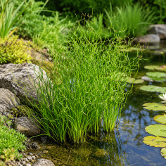 Juncus effusus 'Spiralis' (Corkscrew Rush) 2
