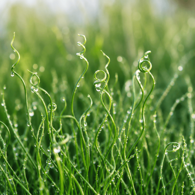 Juncus effusus 'Spiralis' (Corkscrew Rush)