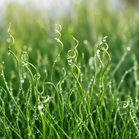 Juncus effusus 'Spiralis' (Corkscrew Rush)