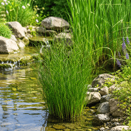 Juncus effusus 'Spiralis' (Corkscrew Rush)