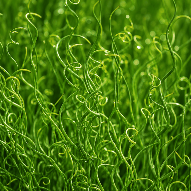 Juncus effusus 'Spiralis' (Corkscrew Rush)