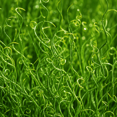 Juncus effusus 'Spiralis' (Corkscrew Rush)