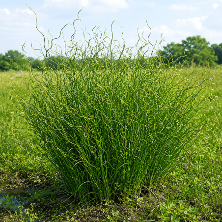 Juncus effusus 'Spiralis' (Corkscrew Rush)