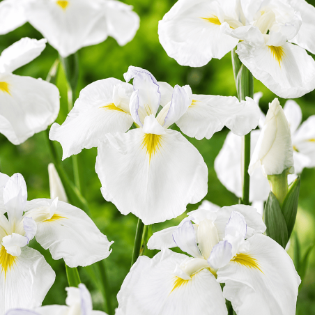 Iris ensata 'Dinner Plate Cupcake'
