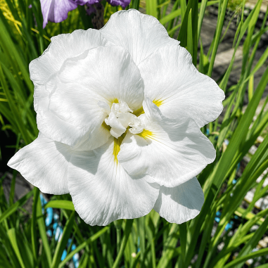 Iris ensata 'Dinner Plate Cupcake'