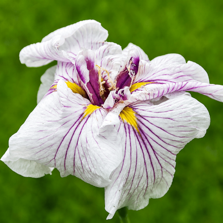 Iris ensata 'Dinner Plate Cupcake'