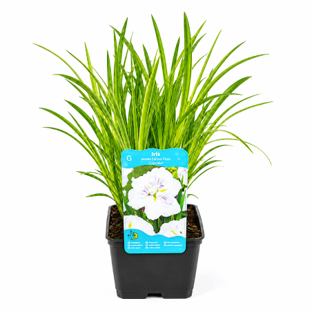 Iris ensata 'Dinner Plate Cupcake'