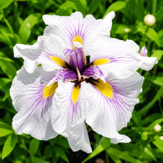 Iris ensata 'Dinner Plate Cupcake' 2