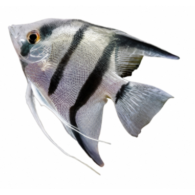 Pterophyllum scalare - Angel Blue - cm 2,5-3,5