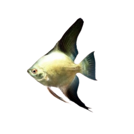 Pterophyllum scalare - angel bulgarian seal point - cm 2,5-3,5