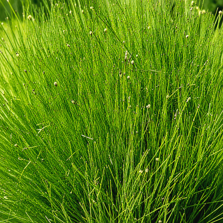 Equisetum scirpoides (Dwarf Horsetail)